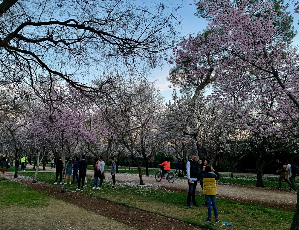 Amendoeiras em flor no Parque del Retiro