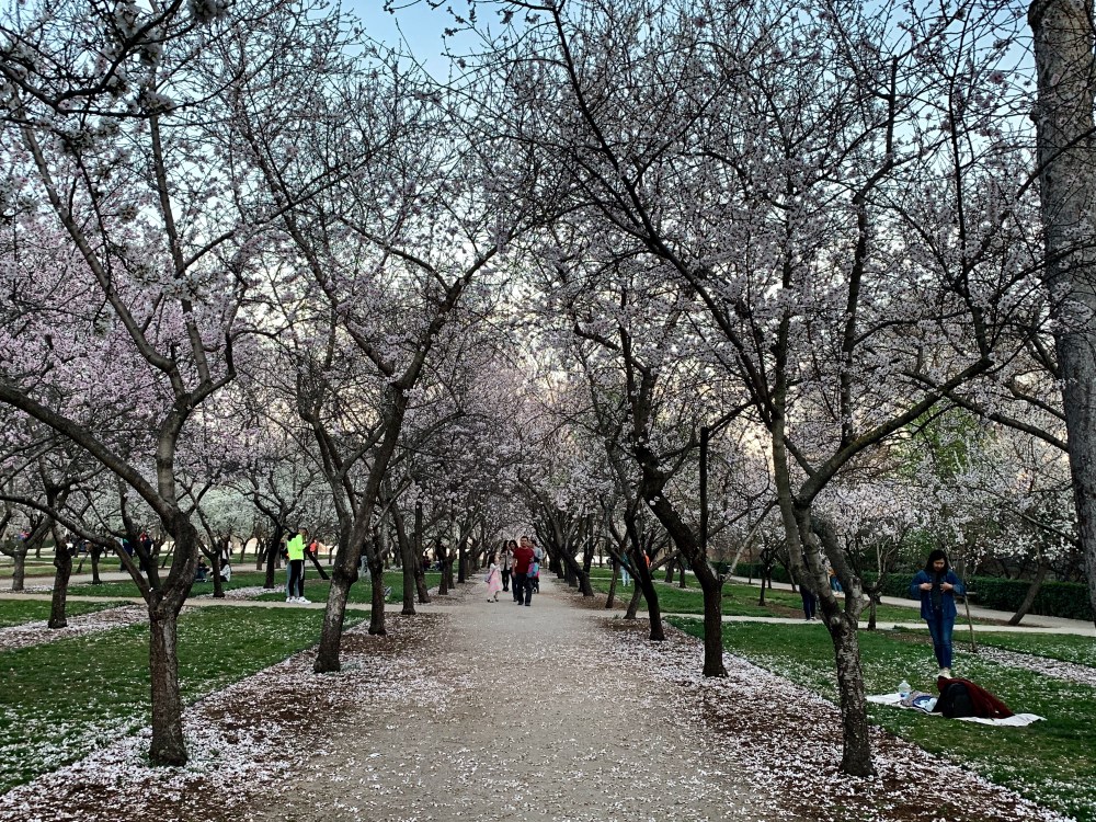 Amendoeiras em flor no Parque del Retiro