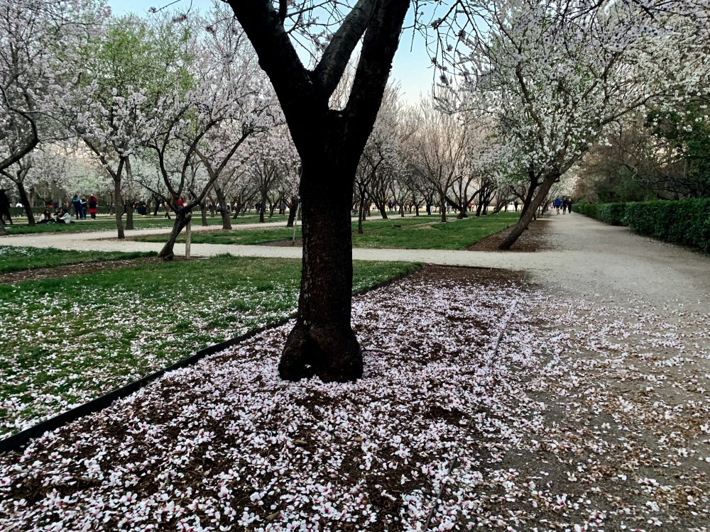 Amendoeiras em flor no Parque del Retiro