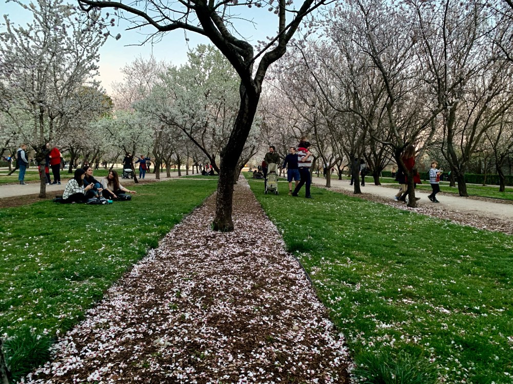 Amendoeiras em flor no Parque del Retiro